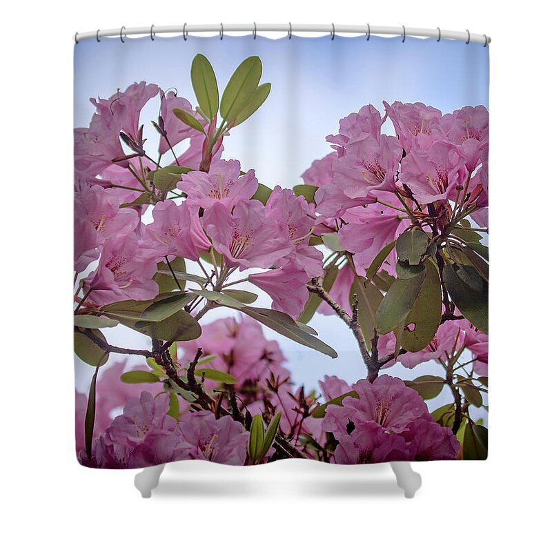 Rhododendron Shower Curtain featuring the photograph Cornell Botanic Gardens #6 by Mindy Musick King