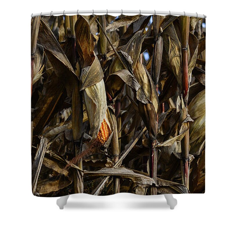 Corn Shower Curtain featuring the photograph Cornfield Study by Tana Reiff