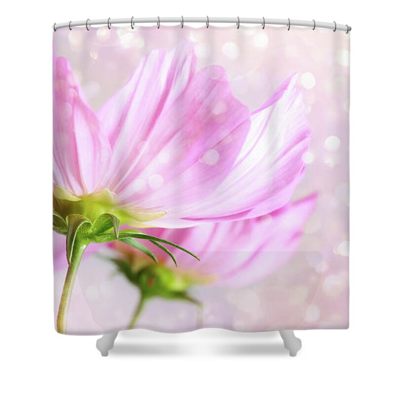 Beautiful Shower Curtain featuring the photograph Cosmos flowers on soft pastel background by Sandra Cunningham