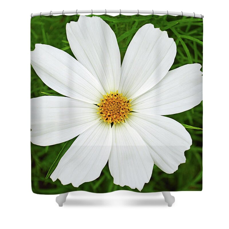 Cosmos Flower Shower Curtain featuring the photograph Cosmos White by Terence Davis