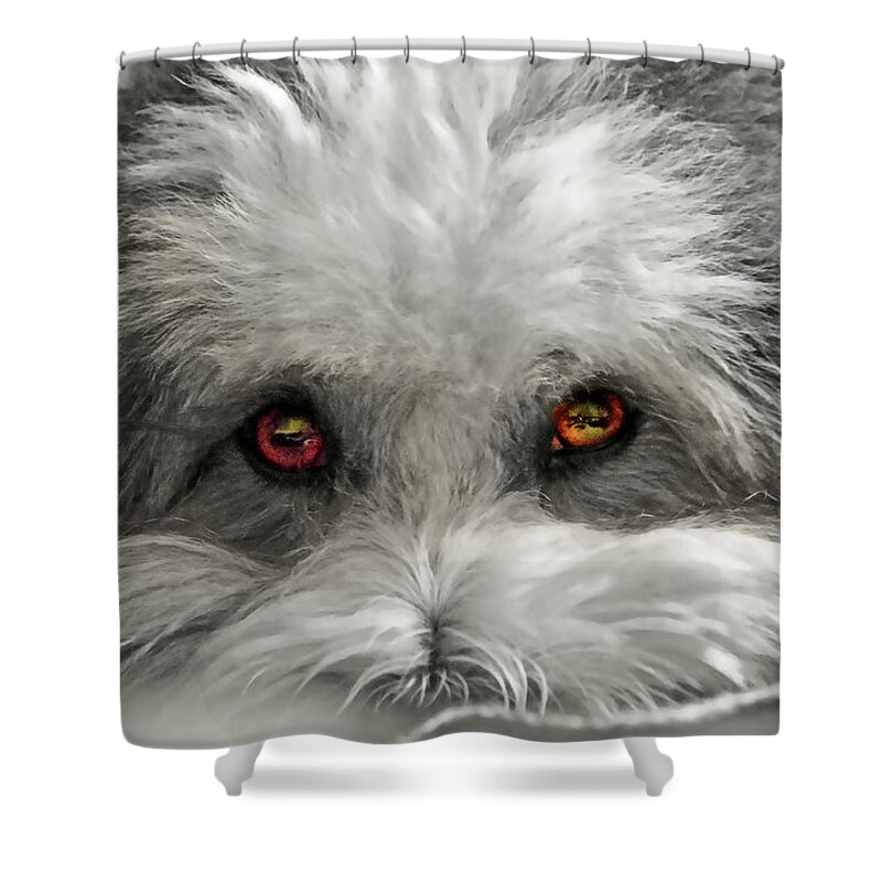 Dog Shower Curtain featuring the photograph Coton Eyes by Keith Armstrong