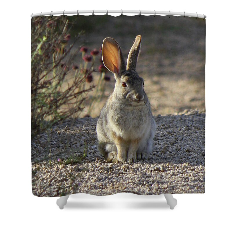 Cottontail Shower Curtain featuring the photograph Cottontail by Perry Hoffman