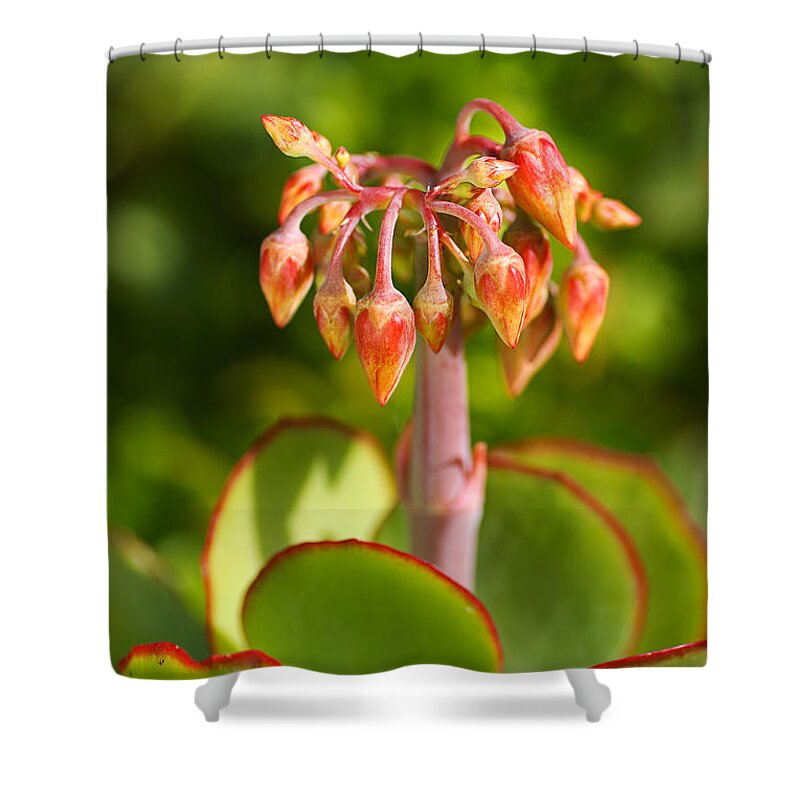 Succulent With Buds Shower Curtain featuring the photograph Cotyledon Macrantha Succulent by Joy Watson