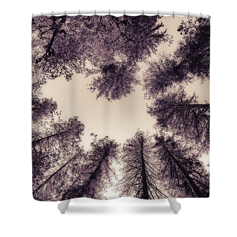 Trees Shower Curtain featuring the photograph Council of Trees by Ada Weyland