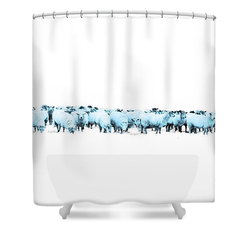Sheep Shower Curtain featuring the photograph Counting Blue Sheep for Boys Room by Andrea Kollo