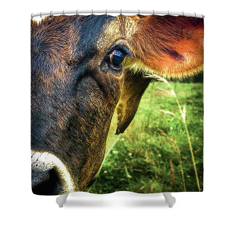 Cows Shower Curtain featuring the photograph Cow eating grass by Bob Orsillo