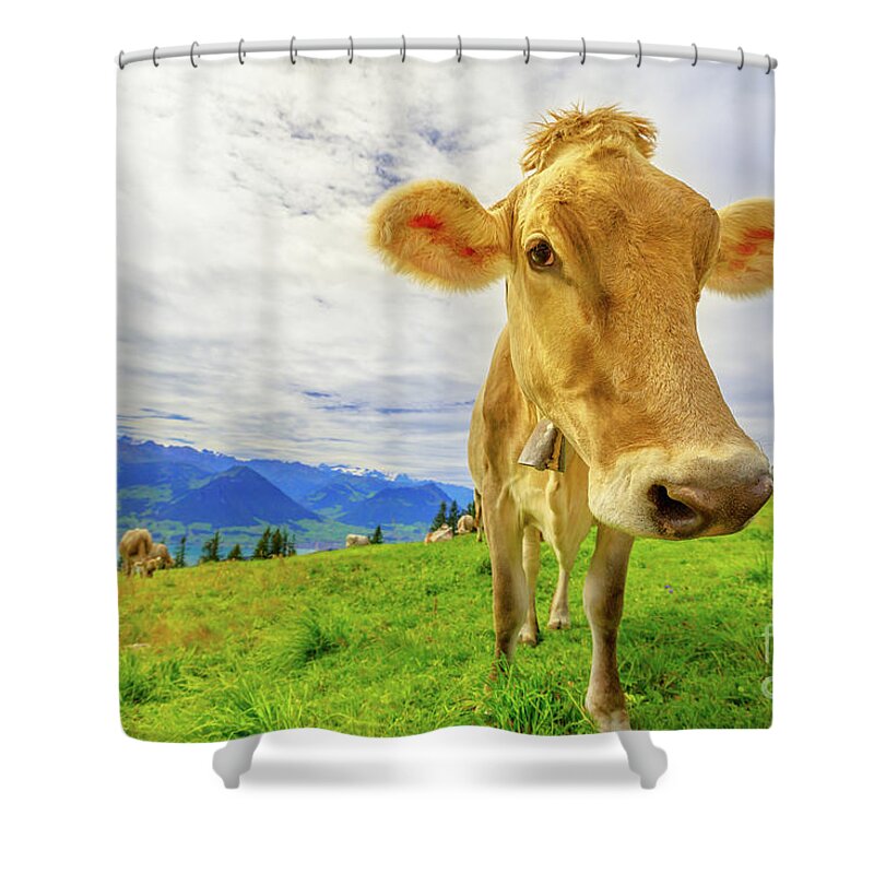 Cow Shower Curtain featuring the photograph Cow in Mount Rigi by Benny Marty