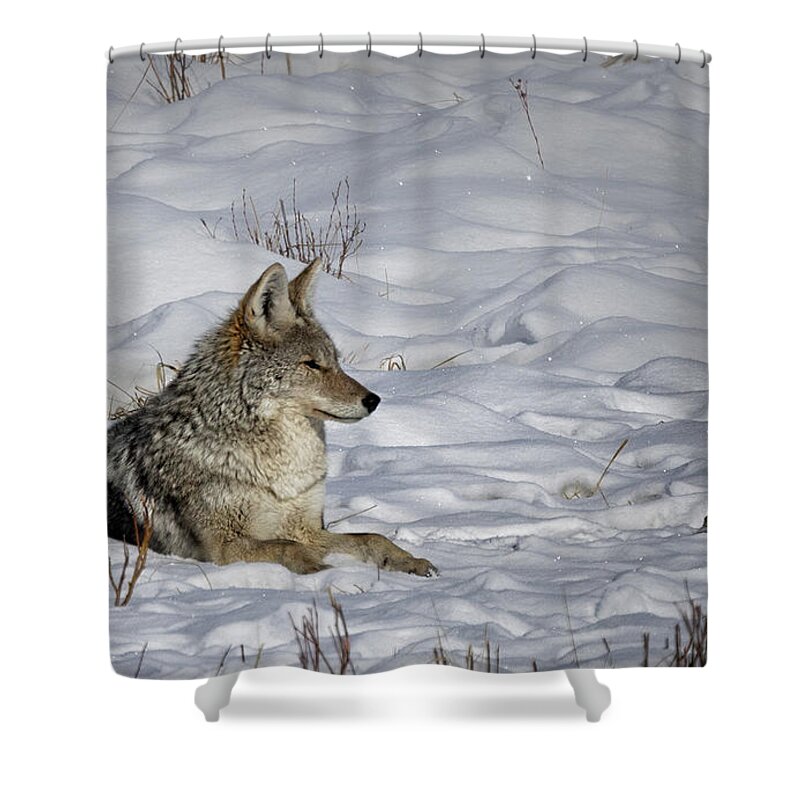Yellowstone National Park Shower Curtain featuring the photograph Coyote in Snow by Cheryl Strahl