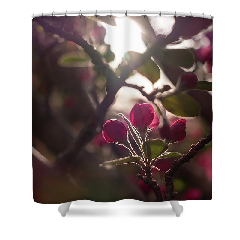 Spring Shower Curtain featuring the photograph Crabapple Buds Searching for Sun by Mary Lee Dereske