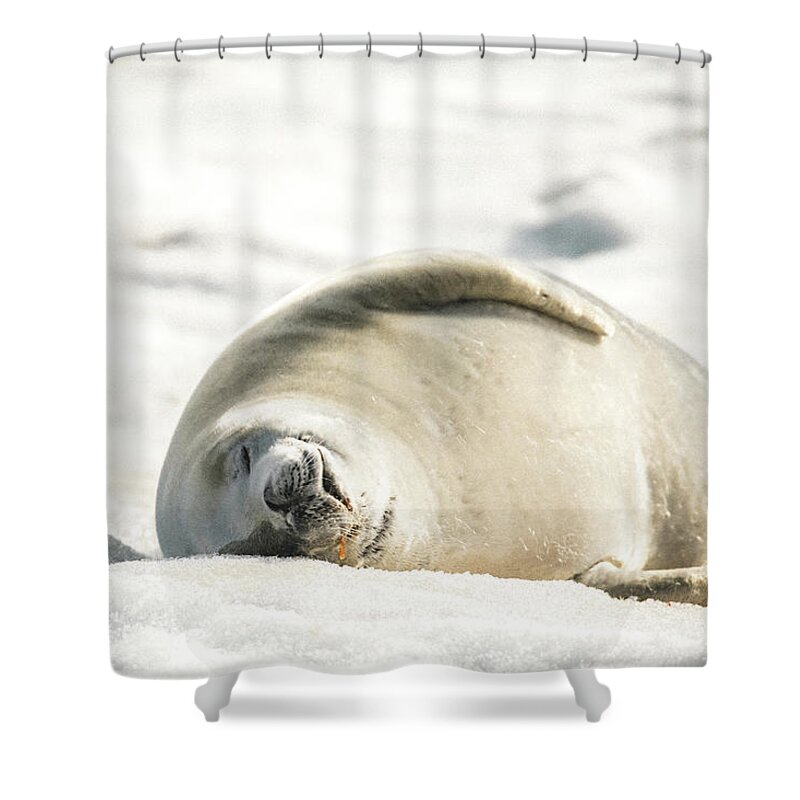 04feb20 Shower Curtain featuring the photograph Crabeater Seal Frozen Drool Pile Raw Color by Jeff at JSJ Photography