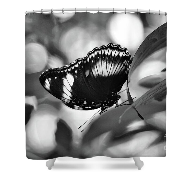 Black And White Shower Curtain featuring the photograph Cracker Butterfly in Black and White by Sandra Huston