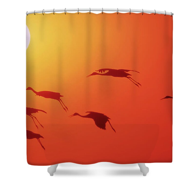 Crane Migration Shower Curtains
