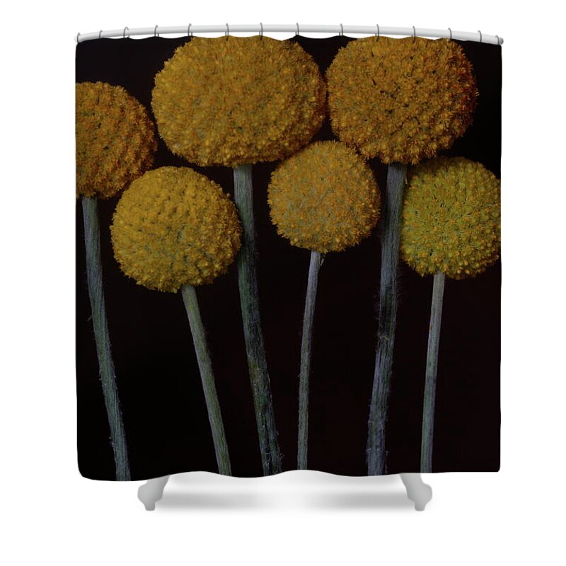Macro Shower Curtain featuring the photograph Craspedia 4268 by Julie Powell