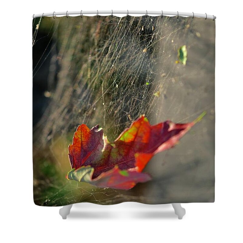 Maple Leaf Shower Curtain featuring the photograph Creation Of Nature by Elisabeth Derichs