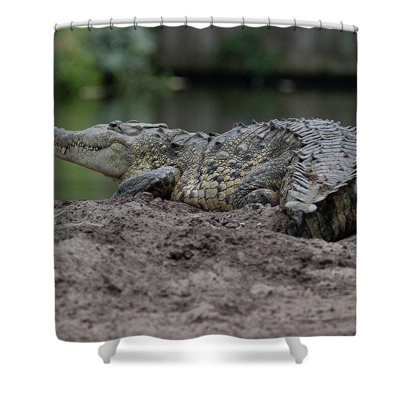 Crocodile Shower Curtain featuring the photograph Crocodile by Carolyn Hutchins