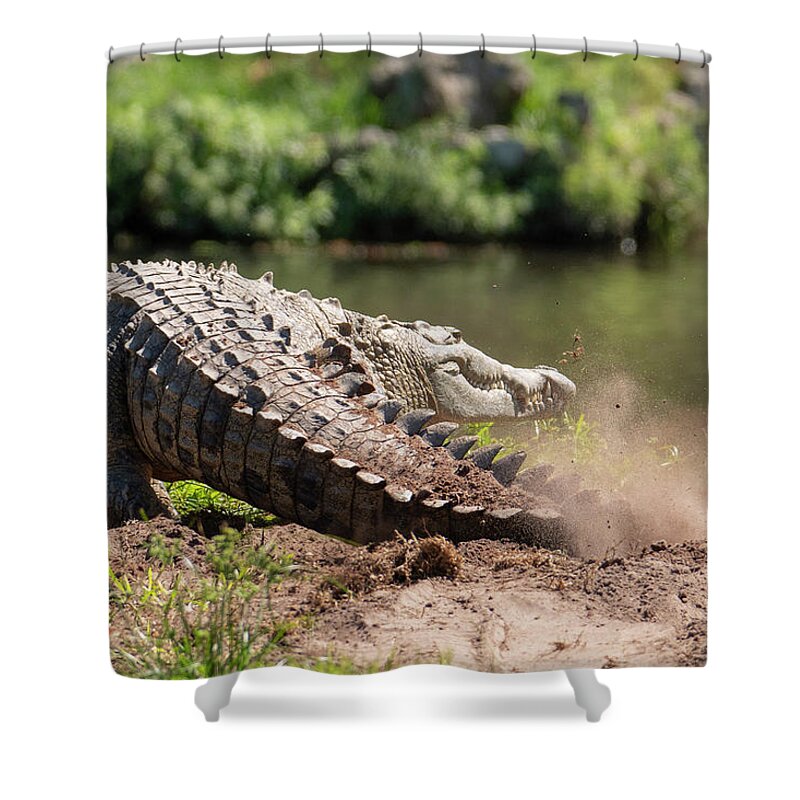 Crocodile Shower Curtain featuring the photograph Crocodile Kicking Up Dust by Carolyn Hutchins