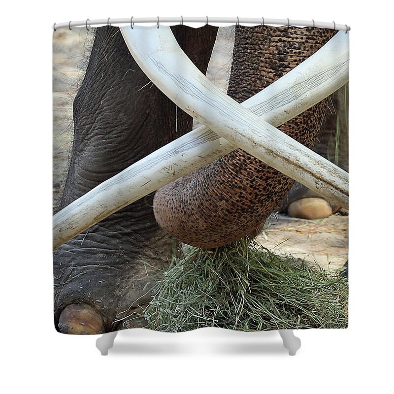 Elephant Shower Curtain featuring the photograph Crossed Tusks by M Kathleen Warren