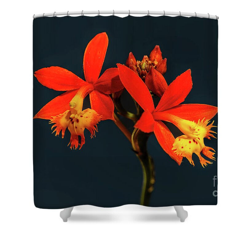 Crucifix Orchid Shower Curtain featuring the photograph Crucifix Orchid by Felix Lai