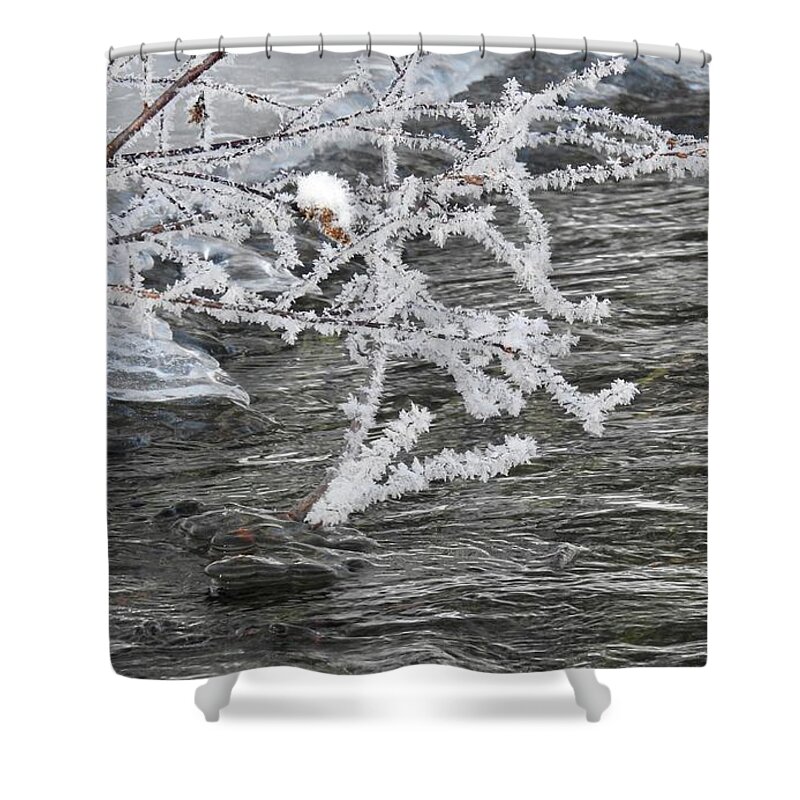 Ice Shower Curtain featuring the photograph Crystal Willow by Nicola Finch