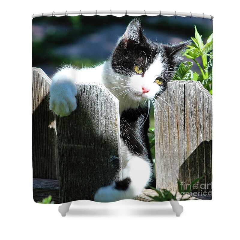 Kitten Shower Curtain featuring the photograph Cuddly Kitten by Shirley Dutchkowski
