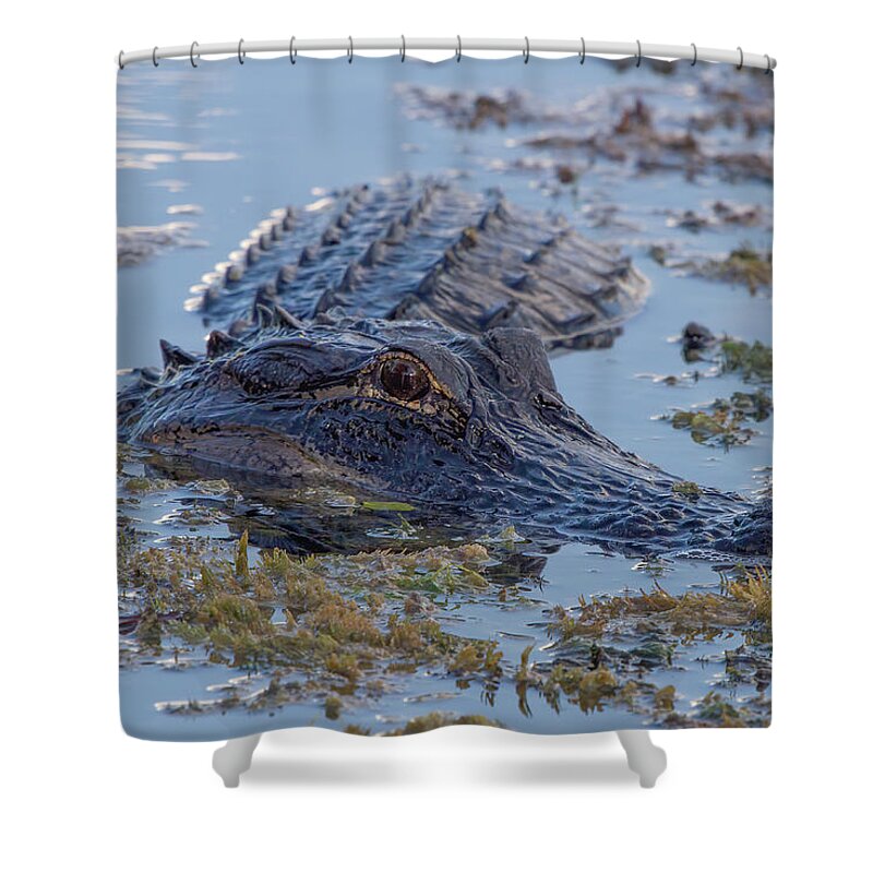 Curious Alligator Shower Curtain