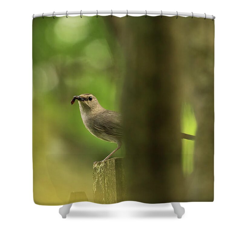 Bird Shower Curtain featuring the photograph Curious Catbird by Jason Fink