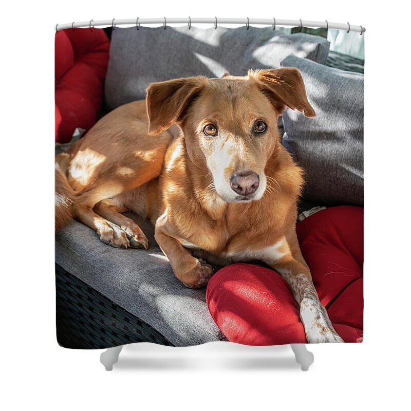 Curious Hound Shower Curtain featuring the photograph Curious Hound by Sharon Popek