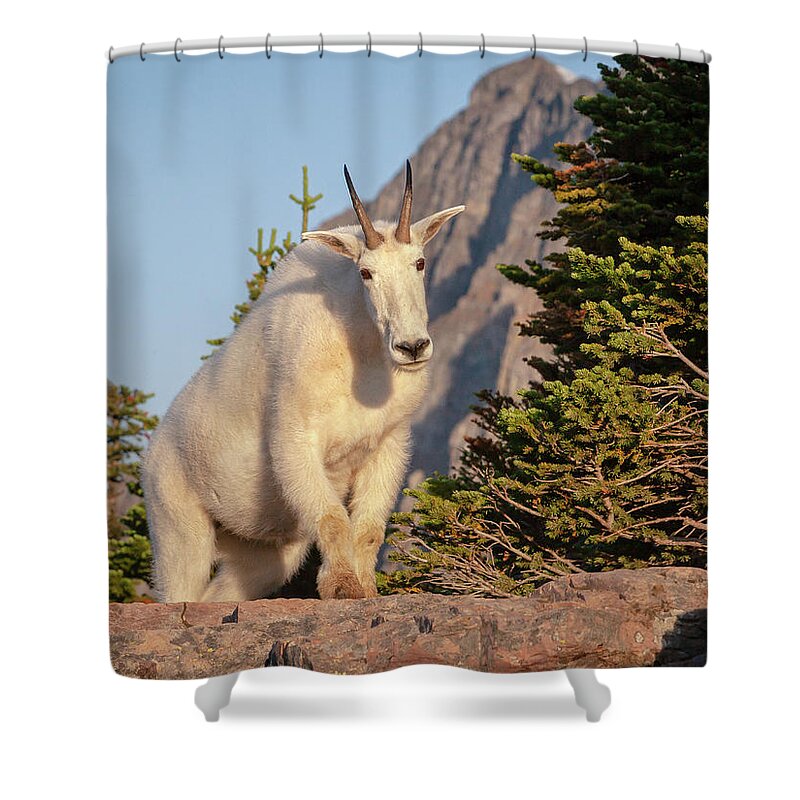 Glacier National Park Shower Curtain featuring the photograph Curious Mountain Goat by Jack Bell