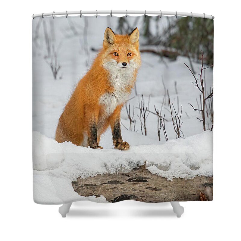 Curious Fox Acrylic Blank