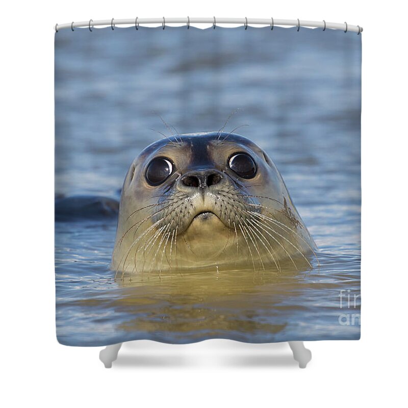 Harbor Seal Shower Curtain featuring the photograph Curious Seal by Arterra Picture Library