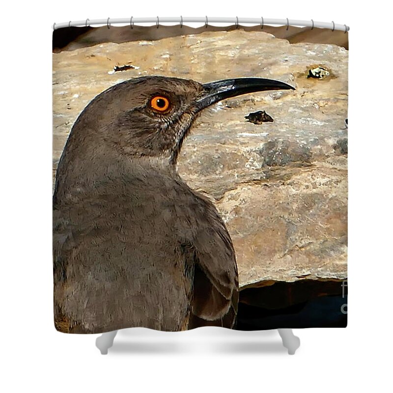 Wild Life Shower Curtain featuring the photograph Curved Billed Thrasher Bird by Sandra J's