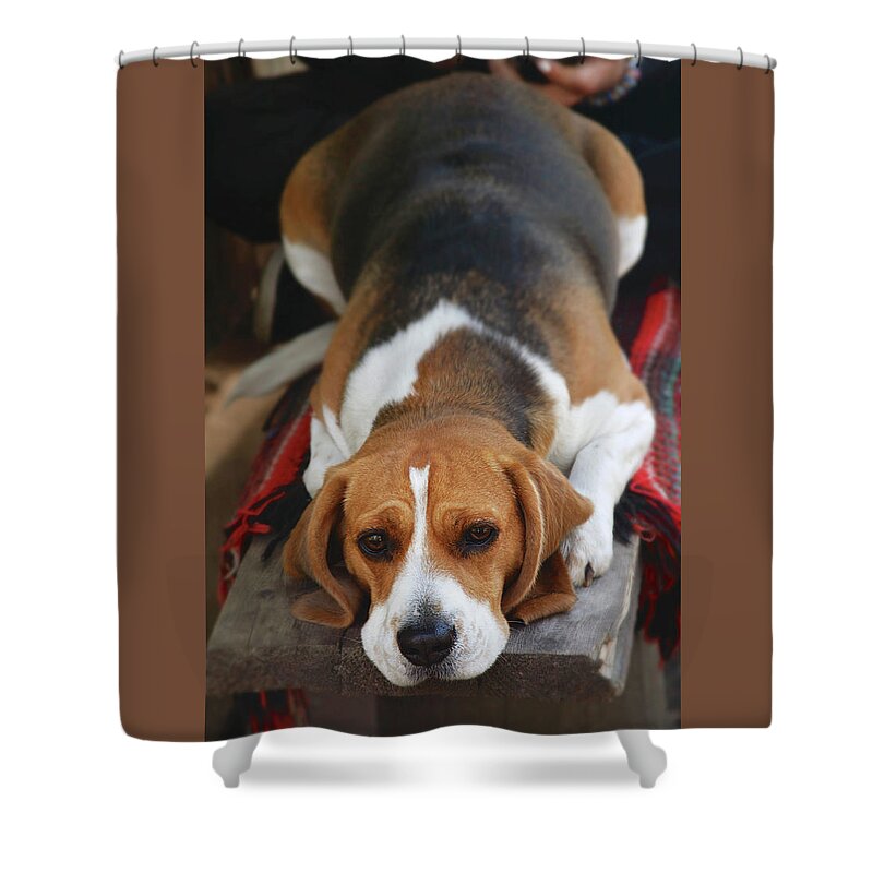 Cute Beagle Shower Curtain featuring the photograph Cute Beagle 5 by Masha Batkova