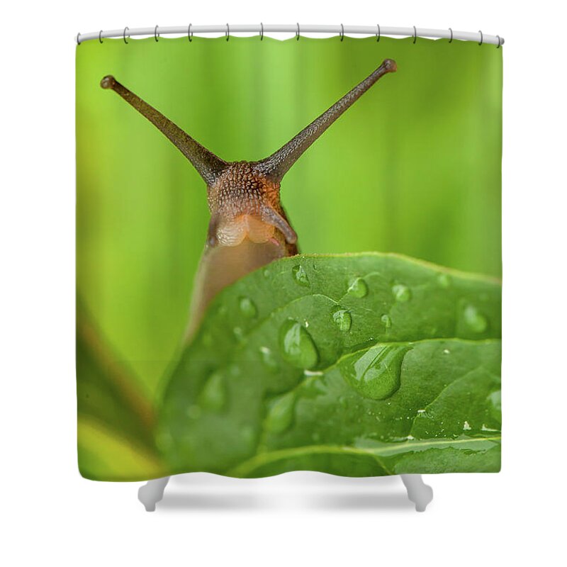 Garden Shower Curtain featuring the photograph Cute garden snail long tentacles on leaf by Simon Bratt
