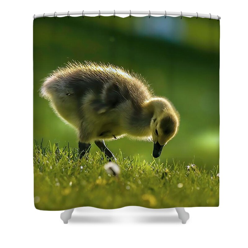 Bird Shower Curtain featuring the photograph Cute Gosling by Susan Rydberg