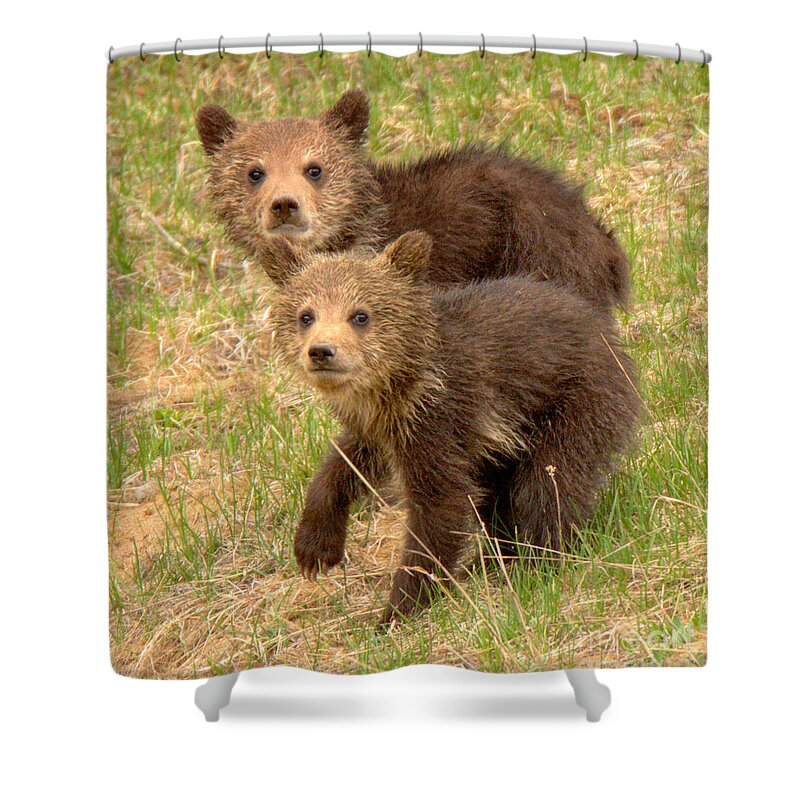 Grizzly Shower Curtain featuring the photograph Cute Grizzly Bear Duo Closeup by Adam Jewell