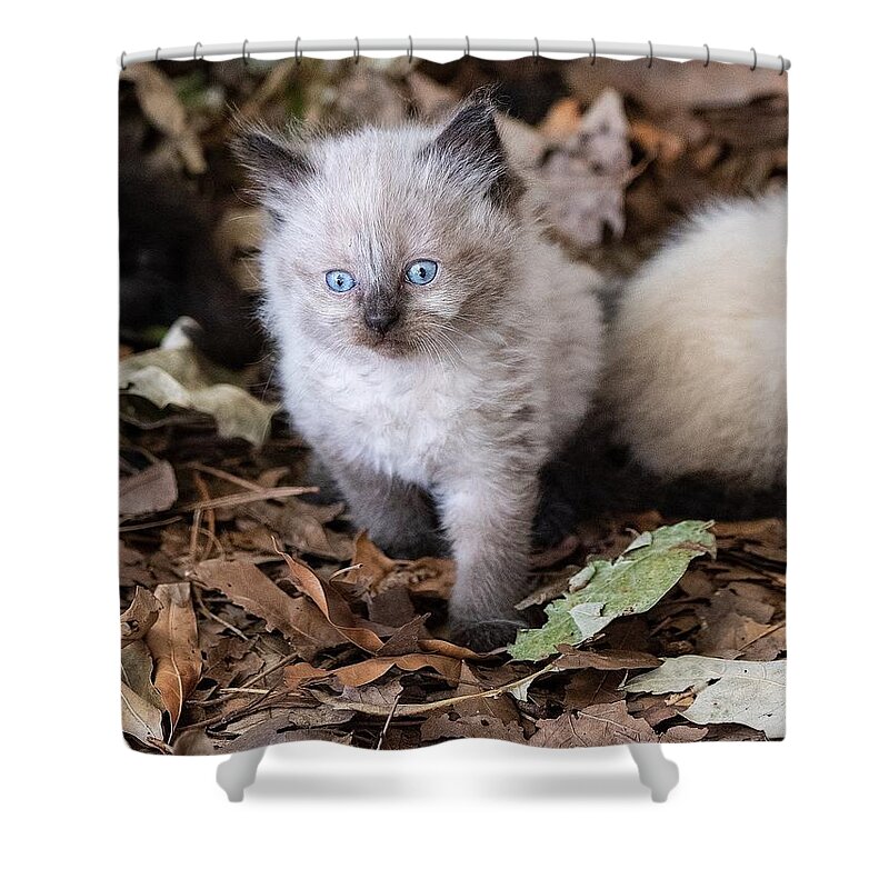 Cat Shower Curtain featuring the photograph Cute Kitty by DArcy Evans