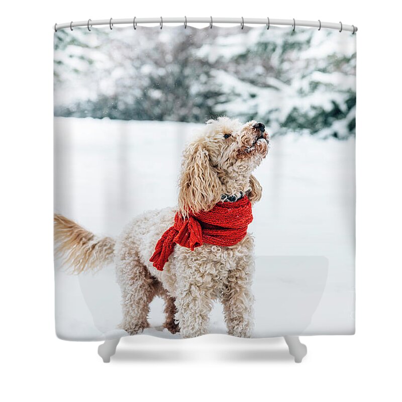 Dog Shower Curtain featuring the photograph Cute little dog with red scarf playing in snow. by Jelena Jovanovic