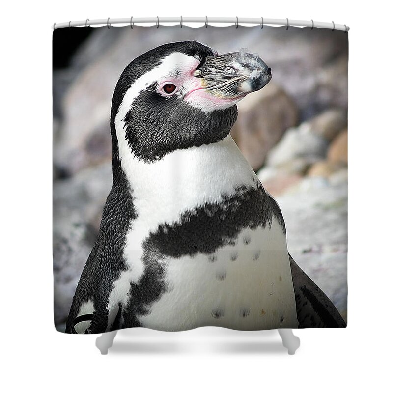 Penguin Shower Curtain featuring the photograph Cute Penguin by Michelle Wittensoldner