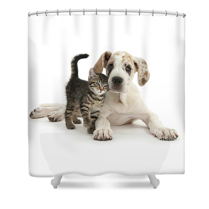 Great Dane Shower Curtain featuring the photograph Cute tabby kitten with Great Dane puppy by Warren Photographic