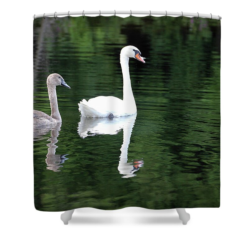 Spring Lake Park Shower Curtain featuring the photograph Cygnet with Mom by Robert Carter