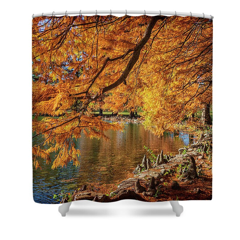Cypress Trees Shower Curtain featuring the photograph Cypress Trees at Forest Park St Louis MO GRK4558_11012020 by Greg Kluempers