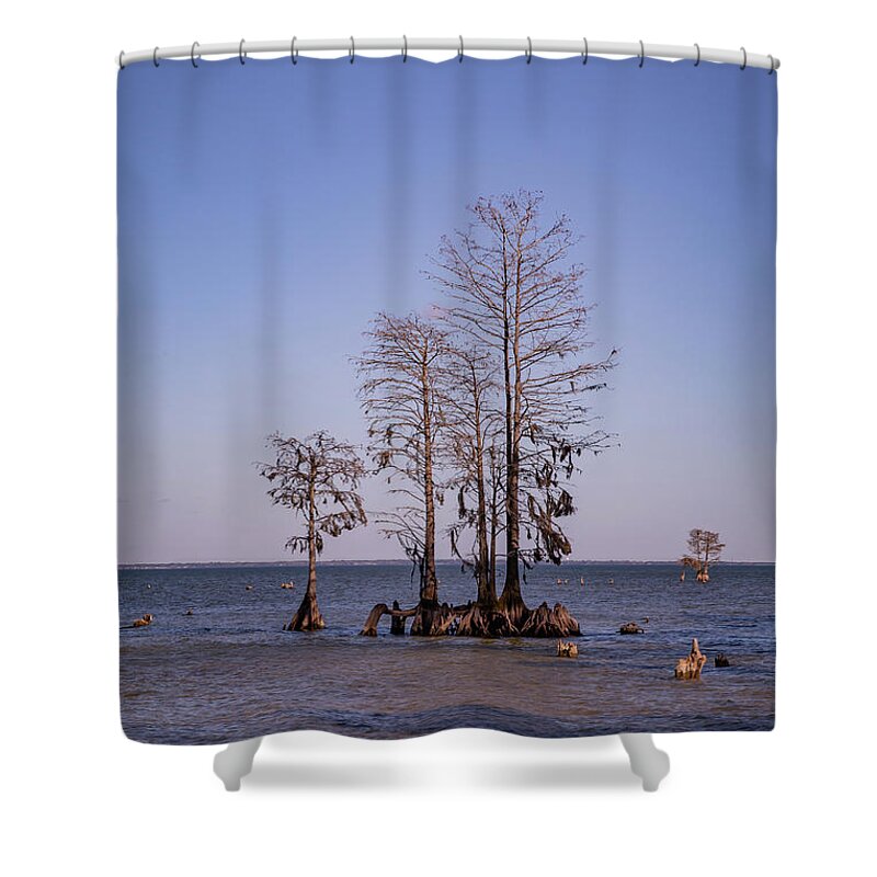 Cypress Shower Curtain featuring the photograph Cypress Trees at Lake Moultrie by Cindy Robinson