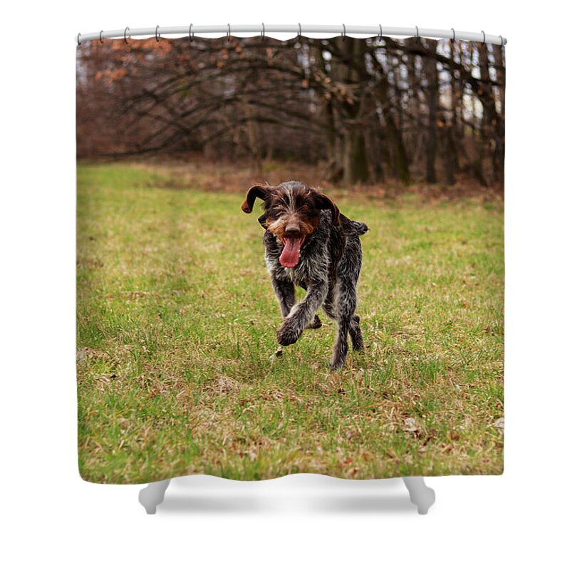 Bohemian Wire Shower Curtain featuring the photograph Czech pointer enjoys her freedom in wild nature after leaves the yard. Hunting dog with funny expression in meadow. by Vaclav Sonnek
