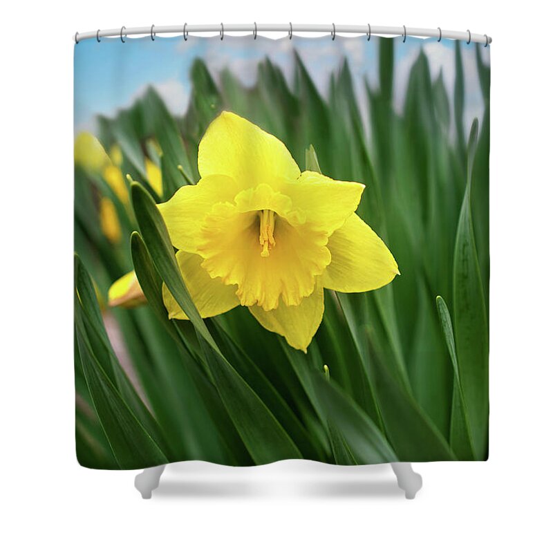 Daffodil In The Spring Shower Curtain featuring the photograph Daffodil in Spring Print by Gwen Gibson