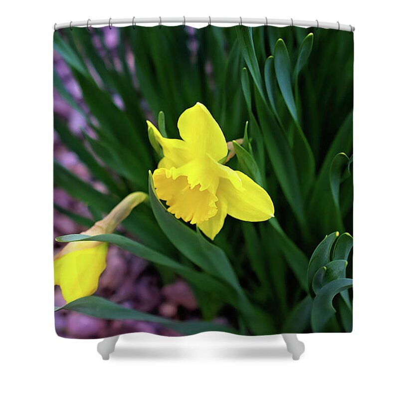 Daffodil Print Shower Curtain featuring the photograph Daffodil Print by Gwen Gibson