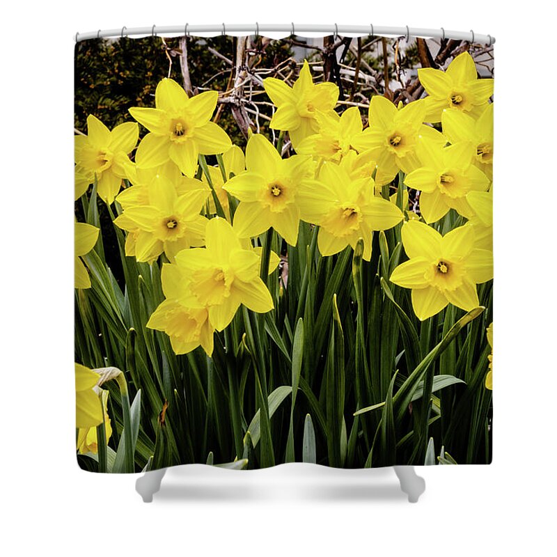 Daffodil Shower Curtain featuring the photograph Daffodils Stand Together by Craig A Walker