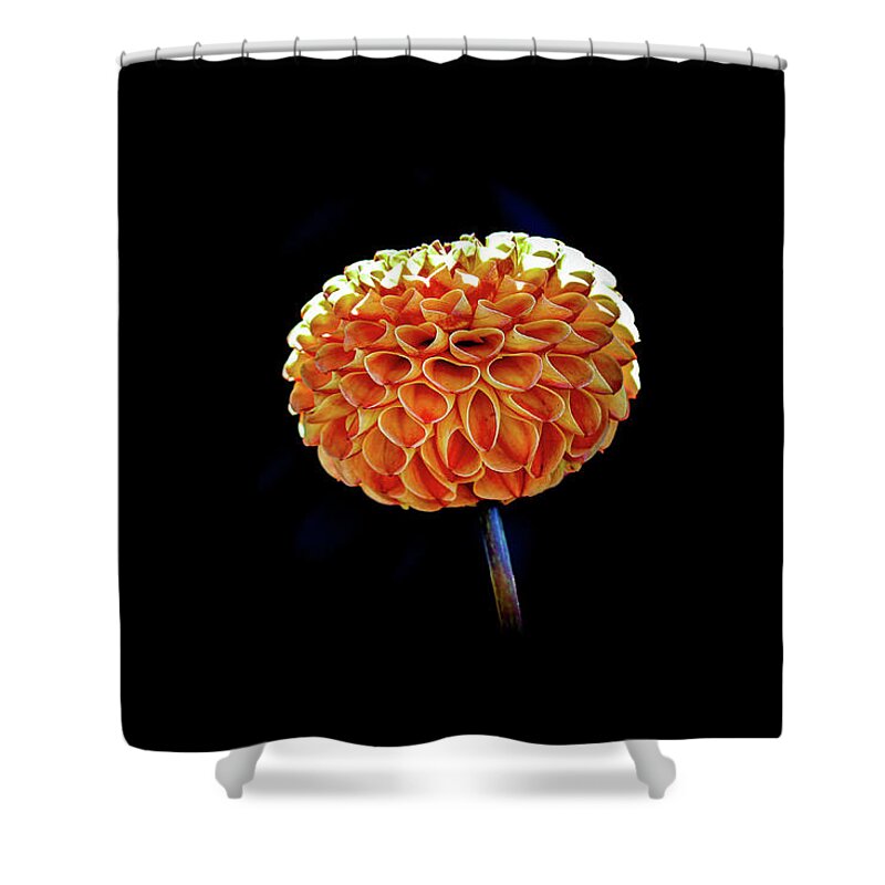 Flower Shower Curtain featuring the photograph Dahlia by Anamar Pictures