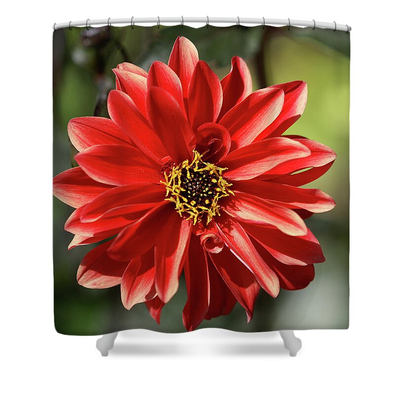 Dahlia Shower Curtain featuring the photograph Dahlia Bishop of Llandaff by Olivier Parent