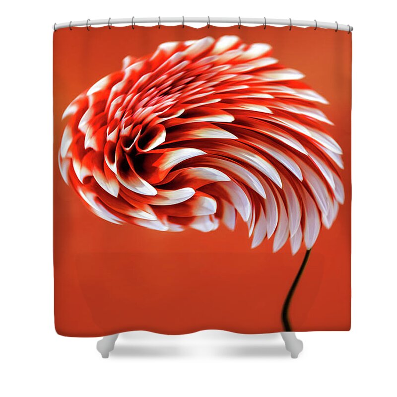 Hot Shower Curtain featuring the photograph Dahlia In Heat by Bill and Linda Tiepelman