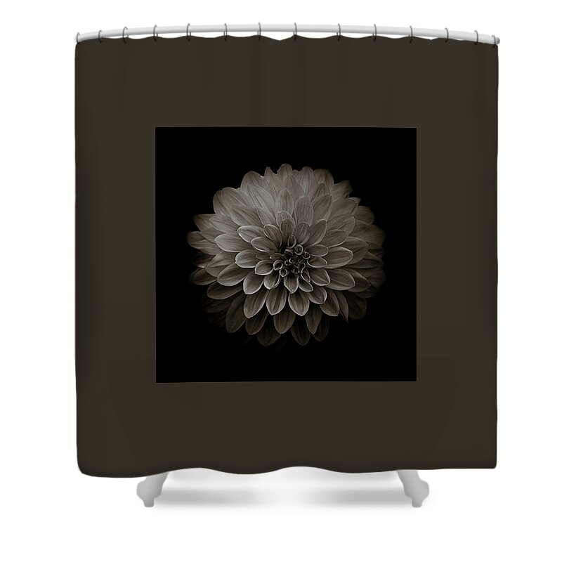 Art Shower Curtain featuring the photograph Dahlia IV Square Sepia by Joan Han